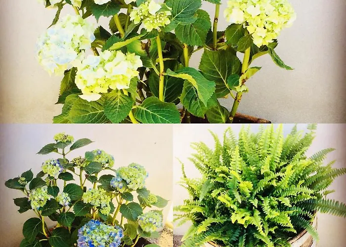 Il Quarzo A) B) * Càbras